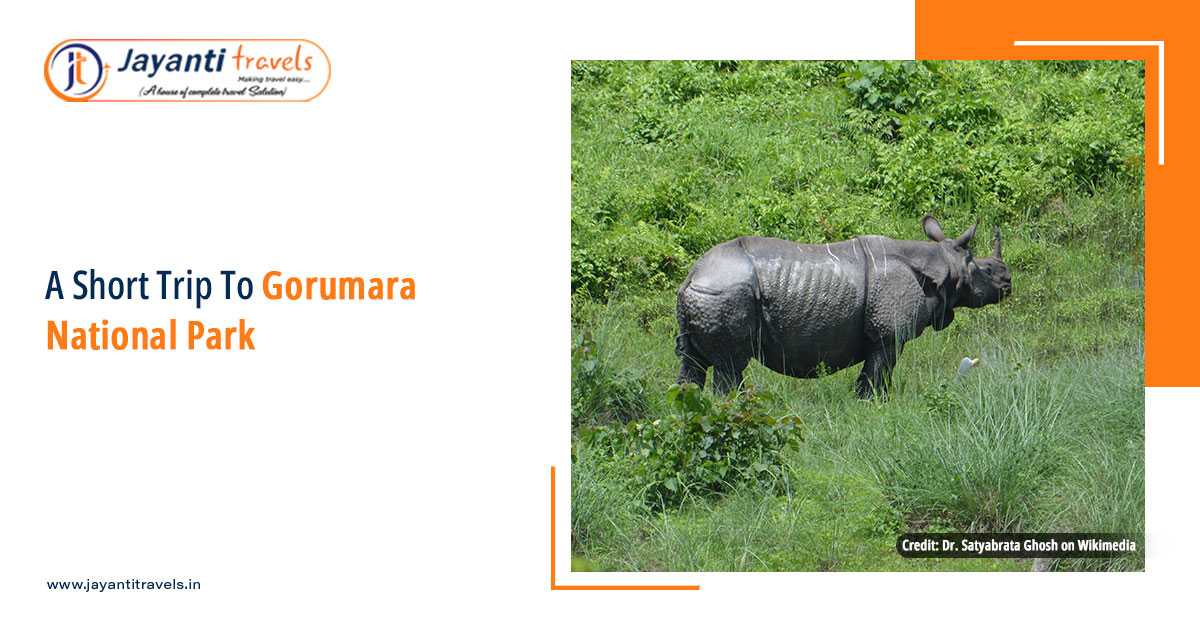 A Travel Guide For Gorumara National Park - Rent a Car for a Short Trip