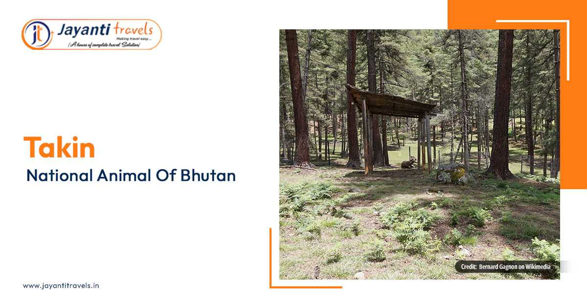 Motithang Takin Preserve - Bhutan's Only Zoo With Rare Animal Species