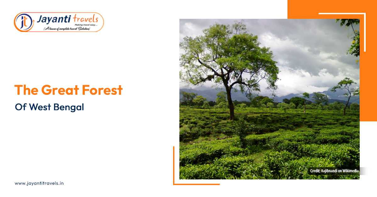 Dooars Tour for 4 Days - Enjoy Majestic Charm of Jungle