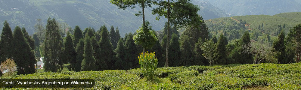 Darjeeling