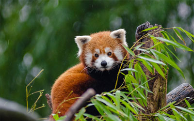 The exotic Darjeeling Zoo