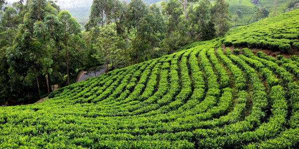 Mirik Tea Gardens