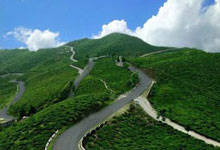 Mirik Tea Gardens