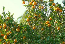 Orange Orchards